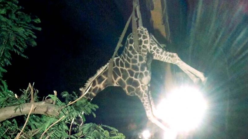 The body of the giraffe being lifted out of the slope.  (Photo:DC)