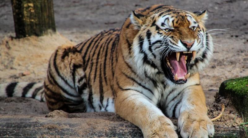 The survey was conducted with the help of camera traps in the transboundary Terai Arc Landscape and concluded that there are now an estimated 235 wild tigers in the country, in comparison to an estimated 121 back in 2009. (Photo: Pixabay)