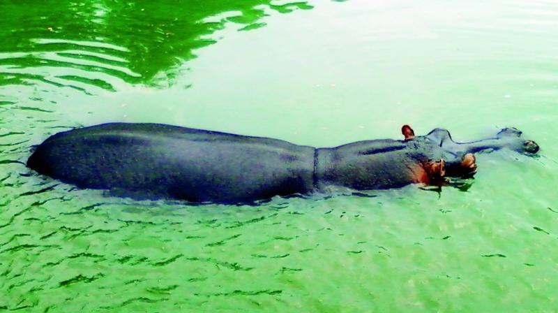 A file picture of Dalapathi resting in his water tank. (Photo: Via Web)