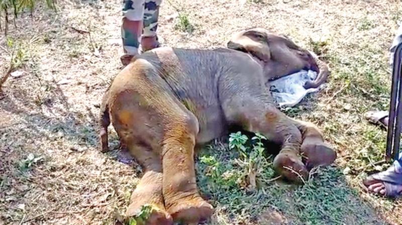 Injured Jumbo calf found dead by forest staff. (Photo: DC)
