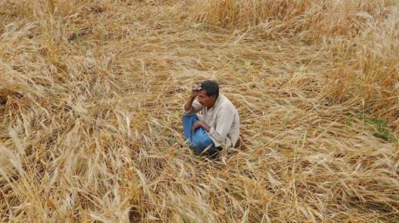 The Telangana government stated that 1,358 farmers had committed suicide in 2015 and 632 farmers in 2016, due to crop loss and debt burden. (Photo: PTI/Representational)