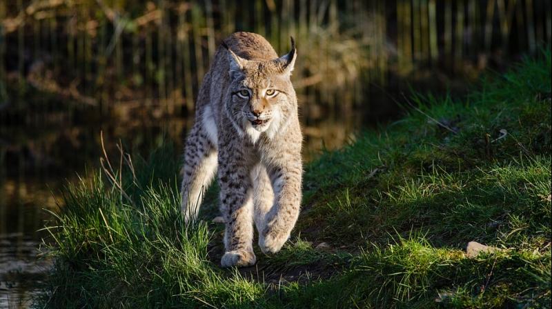 Conservationists said it was mystifying how the Trump administration determined the lynx has recovered and should be delisted. (Photo: Pixabay)