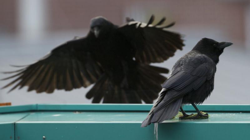 The sexual behaviour is thought to have something to do with the onset of breeding season (Photo: AFP)