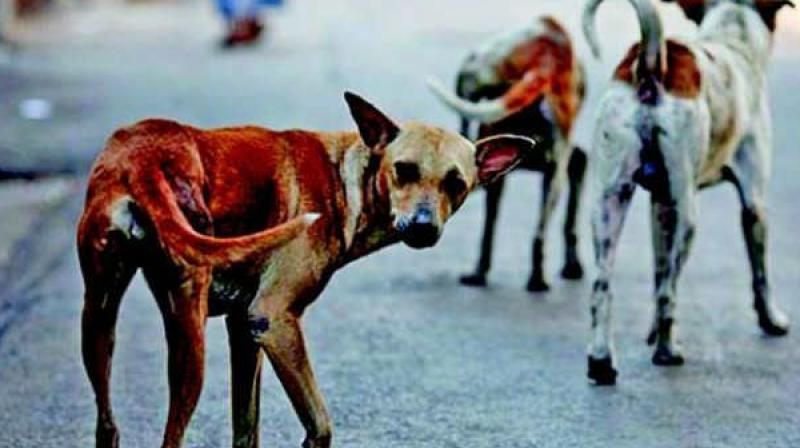 Sources said these personnel were inflating the number of stray dogs that were sterilised in a bid to make money.