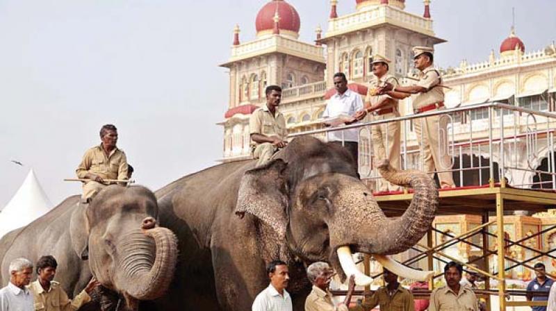The weight training for the Dasara elephants has begun with sand bags weighing 350 kg tied to Arjuna, which will  slowly be increased to 750 kgs equivalent to the weight of the golden howdah.