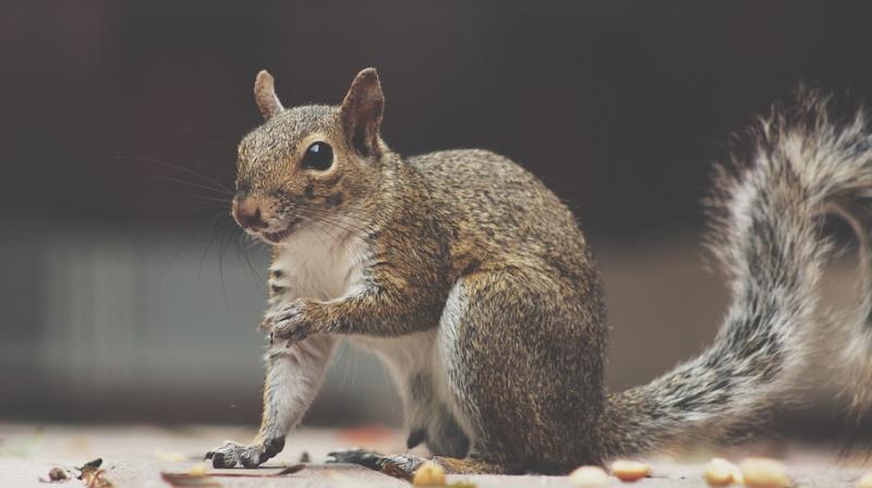 Squirrels provide clues to new stroke treatments, new study finds. (Photo: Pixabay)