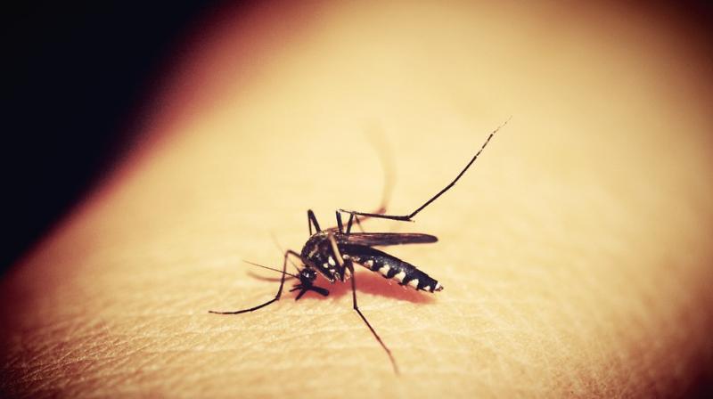 New anti-malaria drug could help tackle Zika. (Photo: Pixabay)