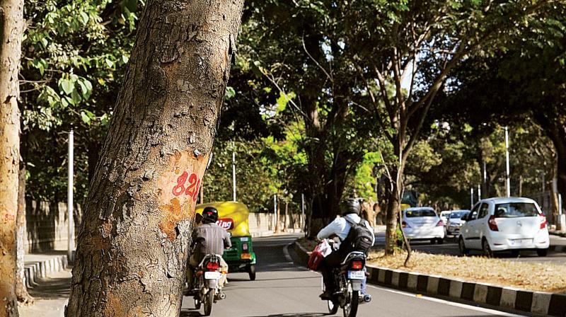 After #Steel-FlyoverBeda, Citizens for Bengaluru is gathering support for #MaraKadiBedi (do not axe trees).