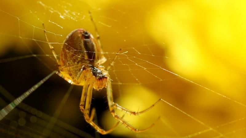 It is said that soldiers would use a combination of honey and vinegar to clean deep wounds and then cover the whole thing with balled-up spider webs. (Photo: Pixabay)