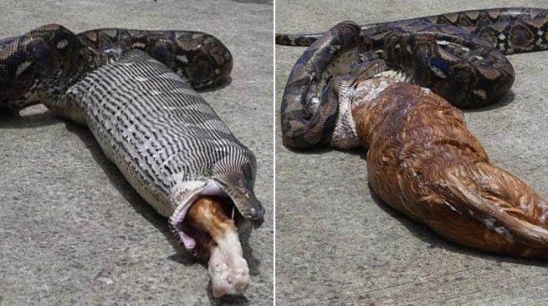 The python was later released in the wild (Photo: YouTube)
