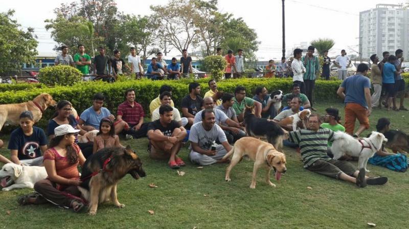 The park has dog training and exercise equipment, splash pool, 2 lawns, an amphitheatre, loo cafe, separate enclosures for big and small dogs. (Representational Image | Facebook @dogs5151)