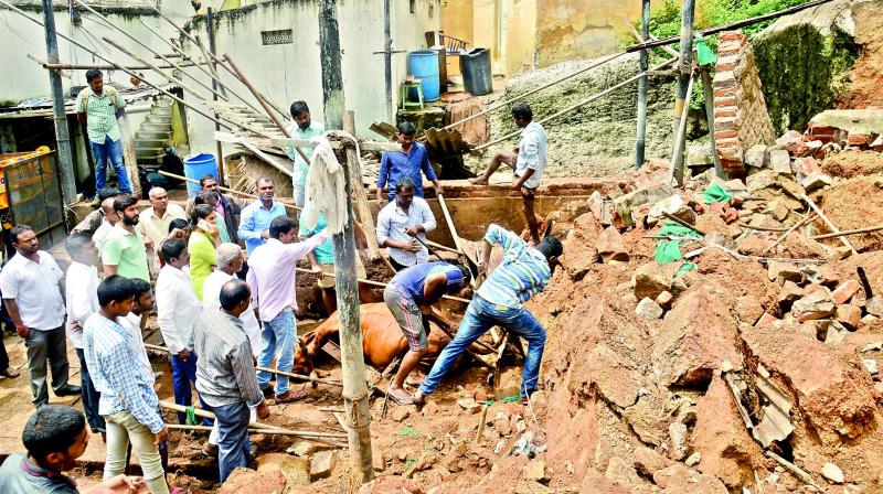 Residents work to remove the corpse of a cow which was killed when a wall collapsed at Punjagutta. (Photo: DC)