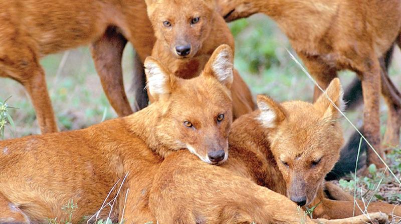 Wild dogs, popularly known as dholes, in the jungles in Nilgiris. (Photo: DC)