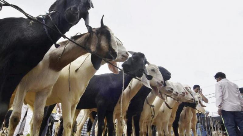 Goats on sale ahead of Eid-ul-Azha at a market in Patna on Wednesday. (Photo: PTI)