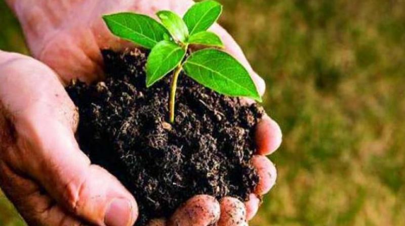 The UP officials said Mr Adityanath had directed them to plant 22 crore saplings, one for each person in the state, and the officials had visited TS to study Haritha Haram. (Representational Image)