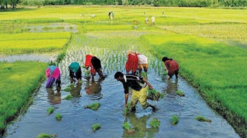 The department would have to purchase the paddy coming to the market and the staff was ordered to draw up an action plan for the same. (Representational Image)