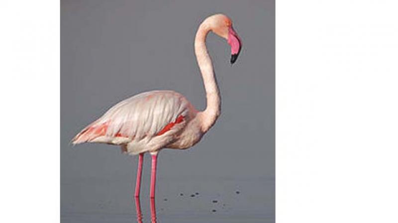 Greater Flamingo.