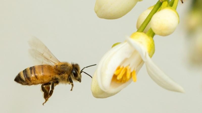Research shows that the eyesight of bees is 30% better than previously thought, on top of being able to see colours