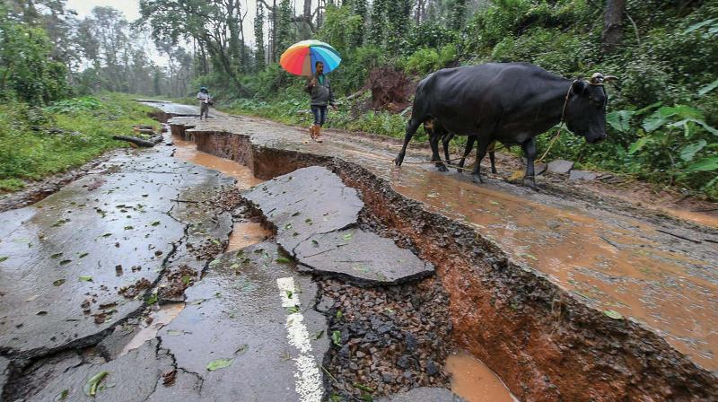 Livestock and people walk past a road damaged due to heavy rainfall in Kodagu on Sunday (Photo: PTI)