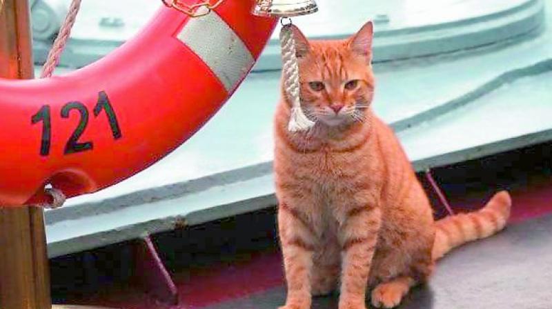 This cat has a more perilous job than the moggies the British have in Westminster, who chiefly meet foreign ambassadors and catch mice, report added.