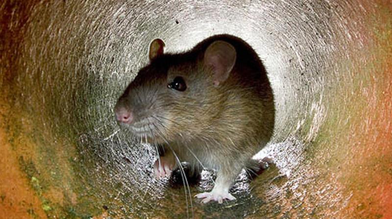 The death prompted Ruben Diaz, the Bronx borough president, to lament the citys centuries-old efforts to curtail its persistent rat population (Photo: AFP)