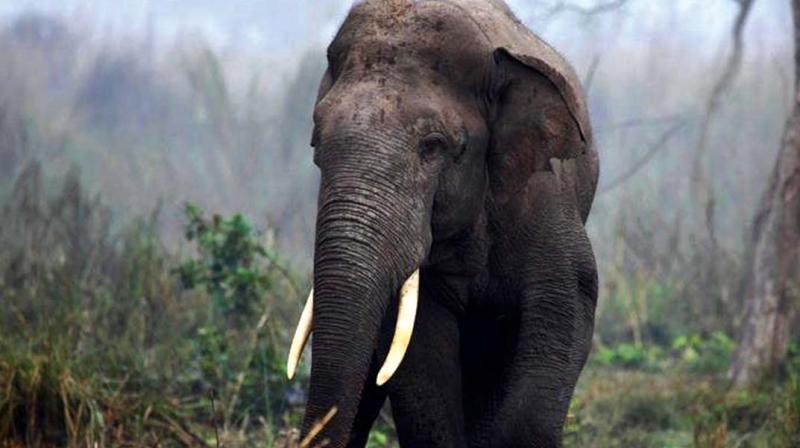 The wild elephant mowed down Nagashetti, 54, who was plucking pepper standing on a ladder. The body was handed over to his relatives after a post-mortem. (Representational image)