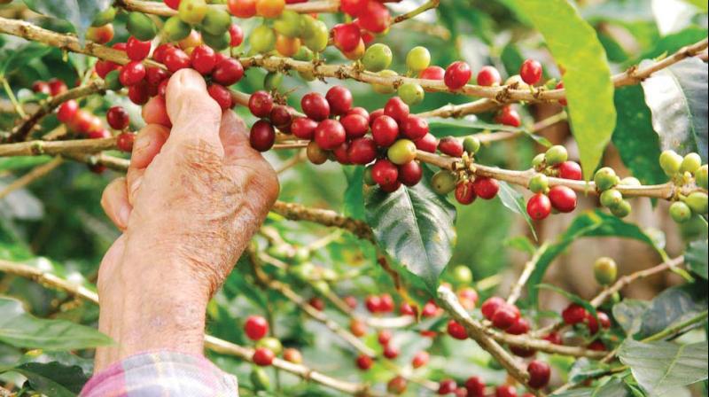Unlike neighbouring Chikkamagaluru district, most coffee estate owners here are small land holders with 10 acres or less land.