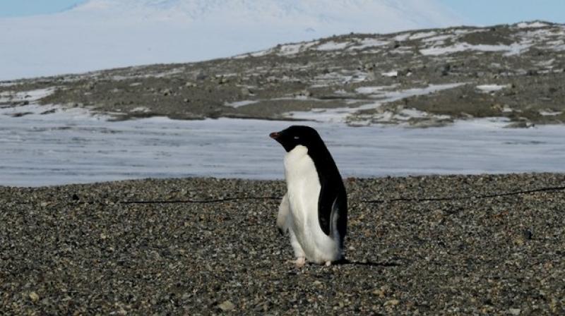 n Adelie penguin arrives at the New Harbor research station near McMurdo Station in Antarctica on November 11, 2016. (Photo: AFP)