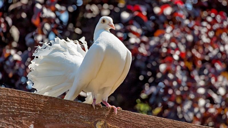 Pigeon keeping and breeding  (Photo: Pixabay)
