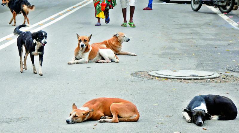 The stray dog population has increased from 5 lakh to 8.4 lakh in Greater Hyderabad since 2014.
