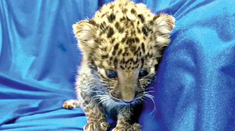 A one-month-old leopard cub rescued at Chennai airport on Saturday. 	 DC