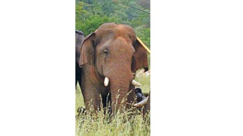 The so-called problematic wild elephant was recently tranquilized and relocated from Thadagam valley of Coimbatore and was released inside the dense forest of Anamalai Tiger reserve.
