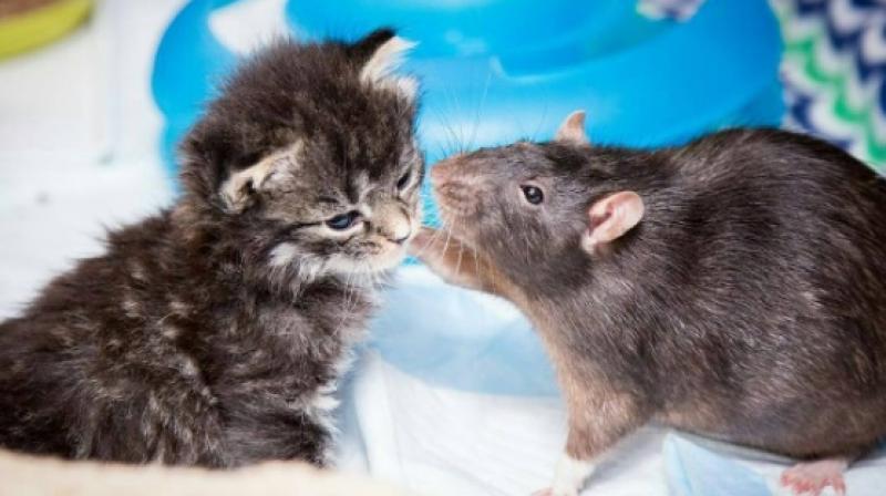 Rats at a cat cake look after orphaned kittens. (Photo: Instagram / Brooklyn Cat Cafe)