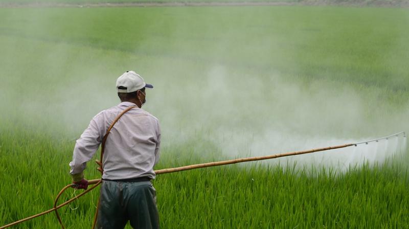 Pesticide could be contributing factor of low pregnancy rates. (Photo: Pixabay)