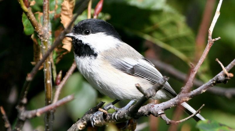 Traffic noise affects the reactions of Black-capped Chickadees and Tufted Titmice to titmouse alarm calls. (Photo: Pixabay)