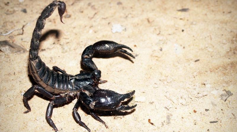 Current scorpion-milking methods are either dangerous, unreliable or harmful to the animal. This robot milks the scorpions by clamping the tail and electrically stimulating the animal to express droplets of venom, which is then captured and safely stored.