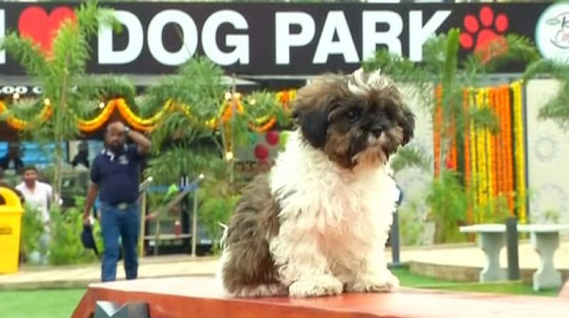 Pooches will be treated with an extravagant experience as the park houses a splash pool, an amphitheatre, loo cafe and three lawns. (Photo: ANI)