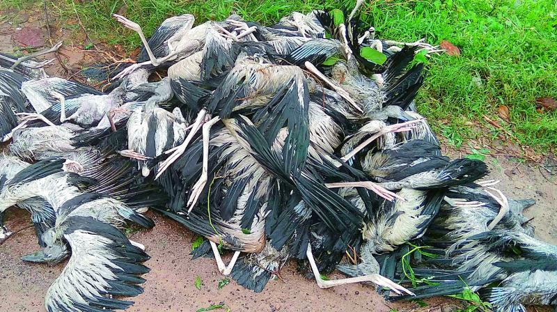 Heavy rain and gusty winds kill many pelicans at the Telineelapuram bird sanctuary of Srikakulam district. (Photo: DC)