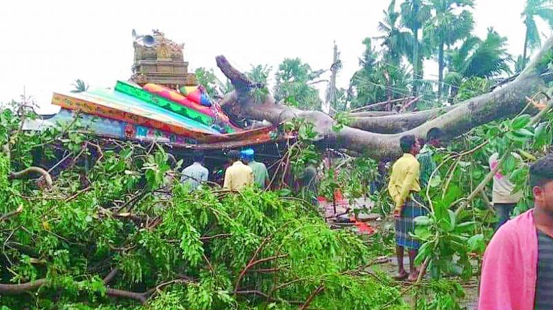 Huge tree was uprooted damaging a temple in Srikakulam district. (Photo: DC)