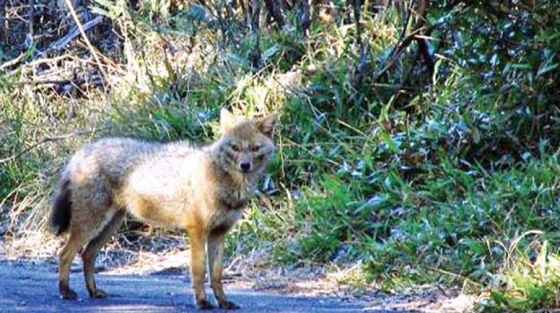 Sighting of a jackel in Nilgiris jungle. (Photo: DC)