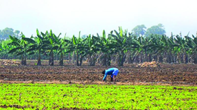 The pro-Land Pooling Scheme (LPS) farmers who had offered their lands to the APCRDA for new capital establishment stopped cultivation in most villages of Amaravati.