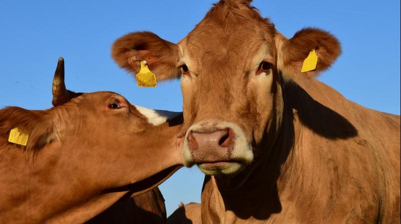 A mix of dating app that allows farmers to browse more pictures and data about the animals before deciding whether to buy