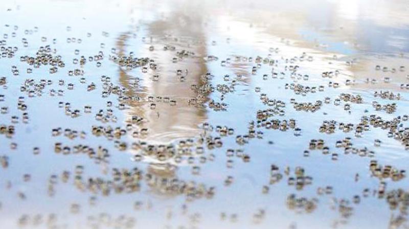 The team began its visit on Wednesday and expressed shock over  seeing large number of aedes agypti  mosquitoes that cause dengue within the airport area.