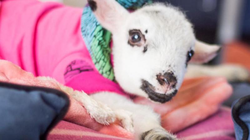 The lamb was abandoned in a field but was rescued by the kind people at Santuario Igualdad, who nursed her back to health. (Photo: Facebook/Santuario Igualdad)