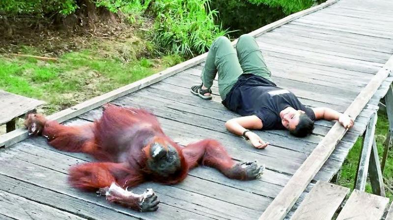 Manjiri Latey unwinds with an orangutan.