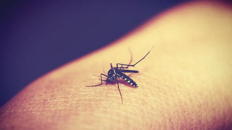 Dengue has claimed one more life, in Champapet in the city, taking the total number of dengue deaths in Telangana to 20. (Representational image)