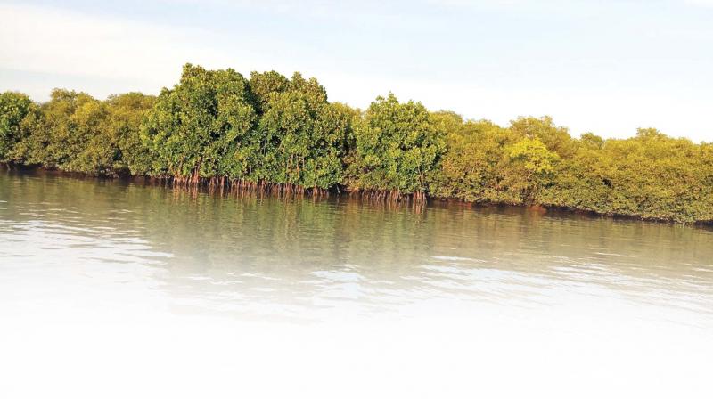 The Pitchavaram mangrove in Cuddalore and Pudhokkotai each has recorded one percent sq km growth.