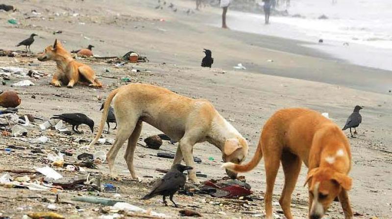 Dogs search for food among the waste dumped by chicken stalls on the beach.  DC File