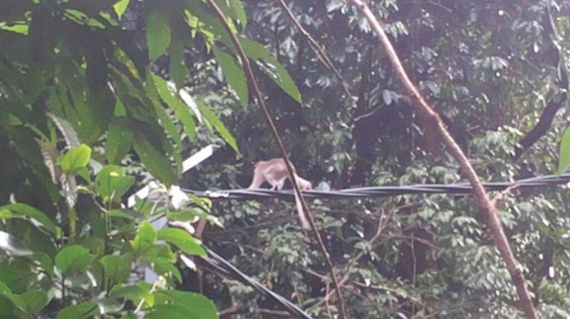 A file photograph of a monkey walking through a live feeder wire at Marakootam