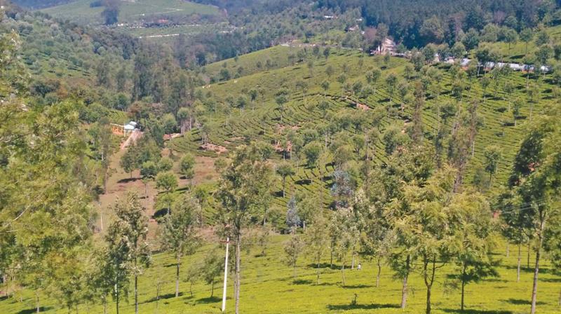 A view of sprawling Kodanad estate. (Photo: DC)